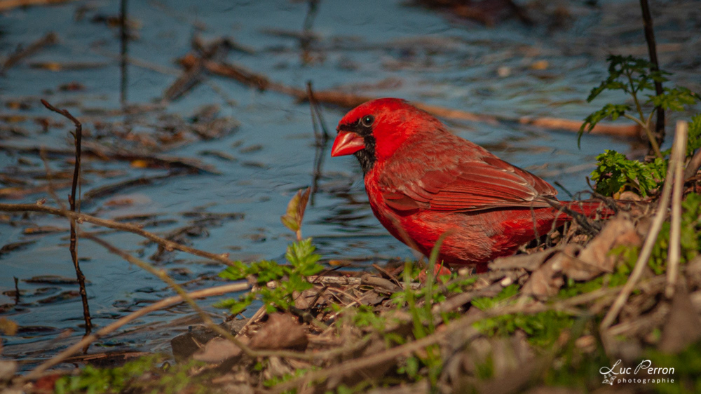 Cardinal rouge - mâle