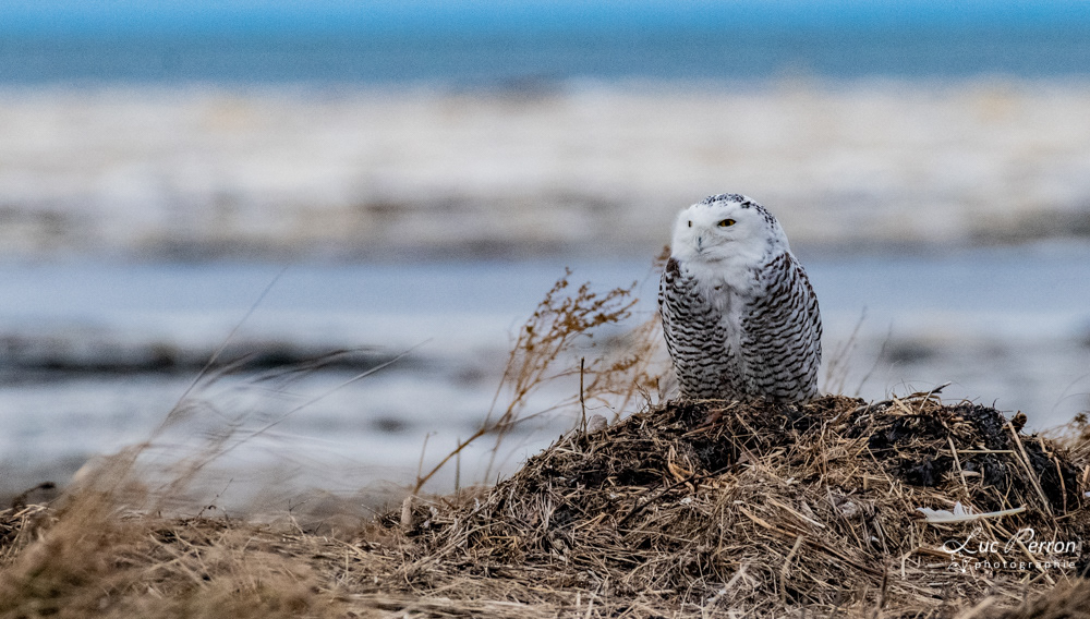 Harfang des neiges