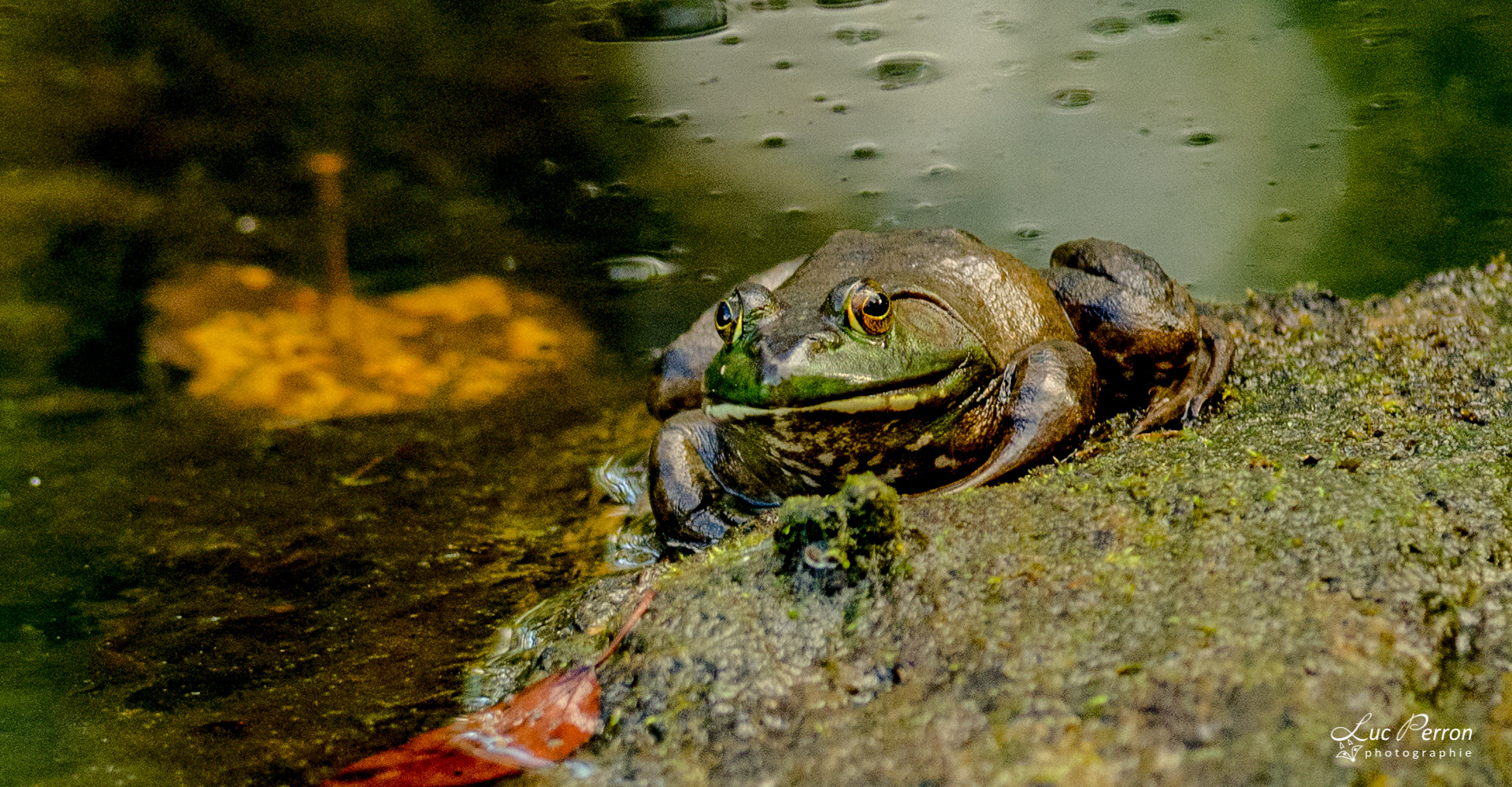 Grenouille verte