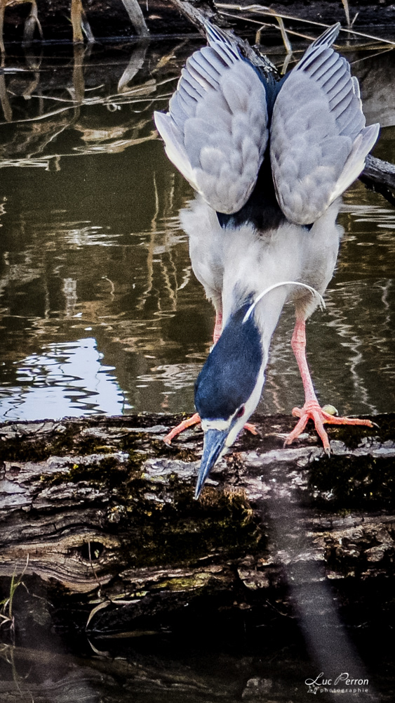 Bihoreau gris à la chasse