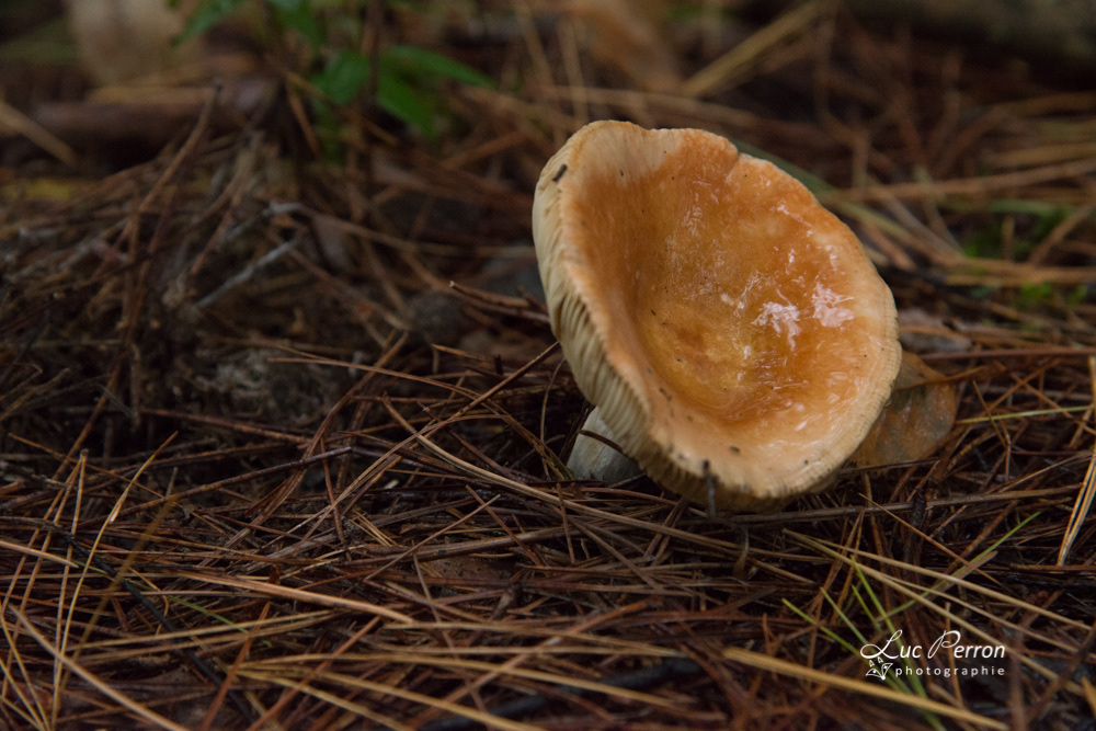 Russula jaunissante