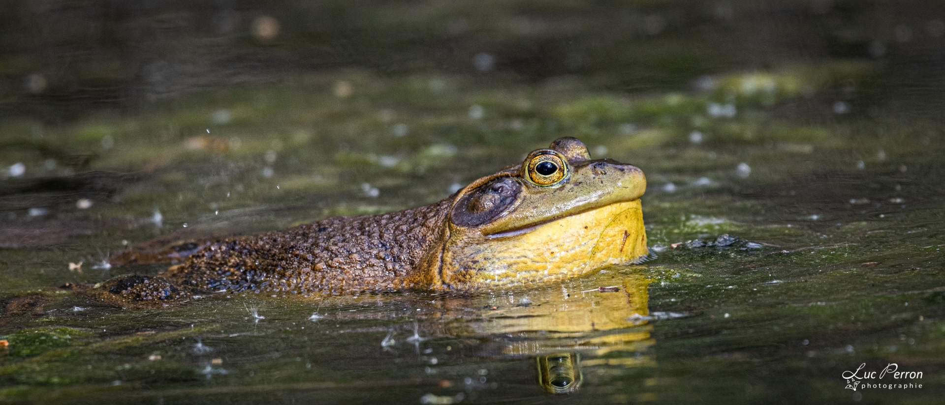 Grenouille-taureau, Ouaouaron mâle