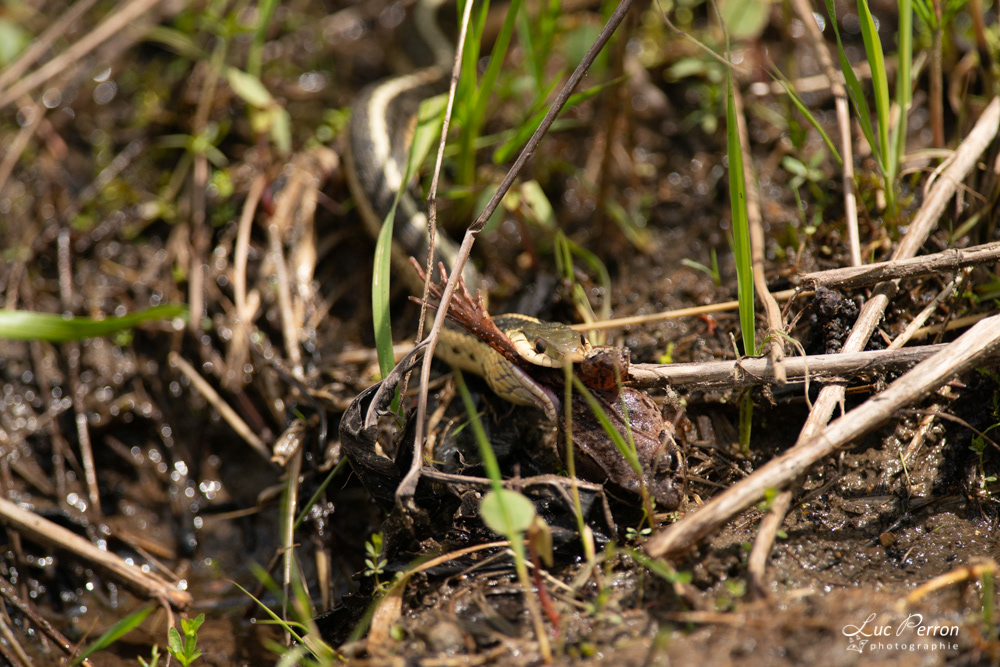 Couleuvre rayée