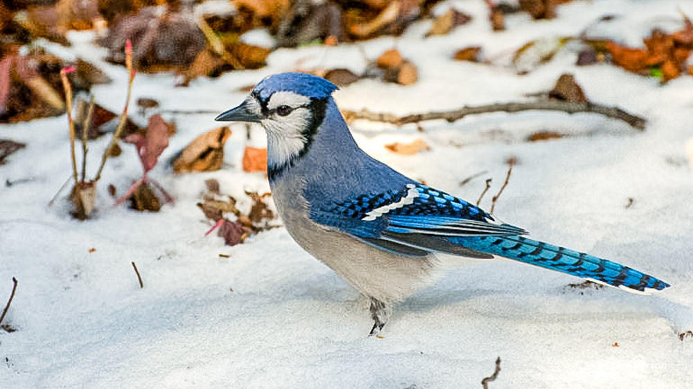 Geai bleu