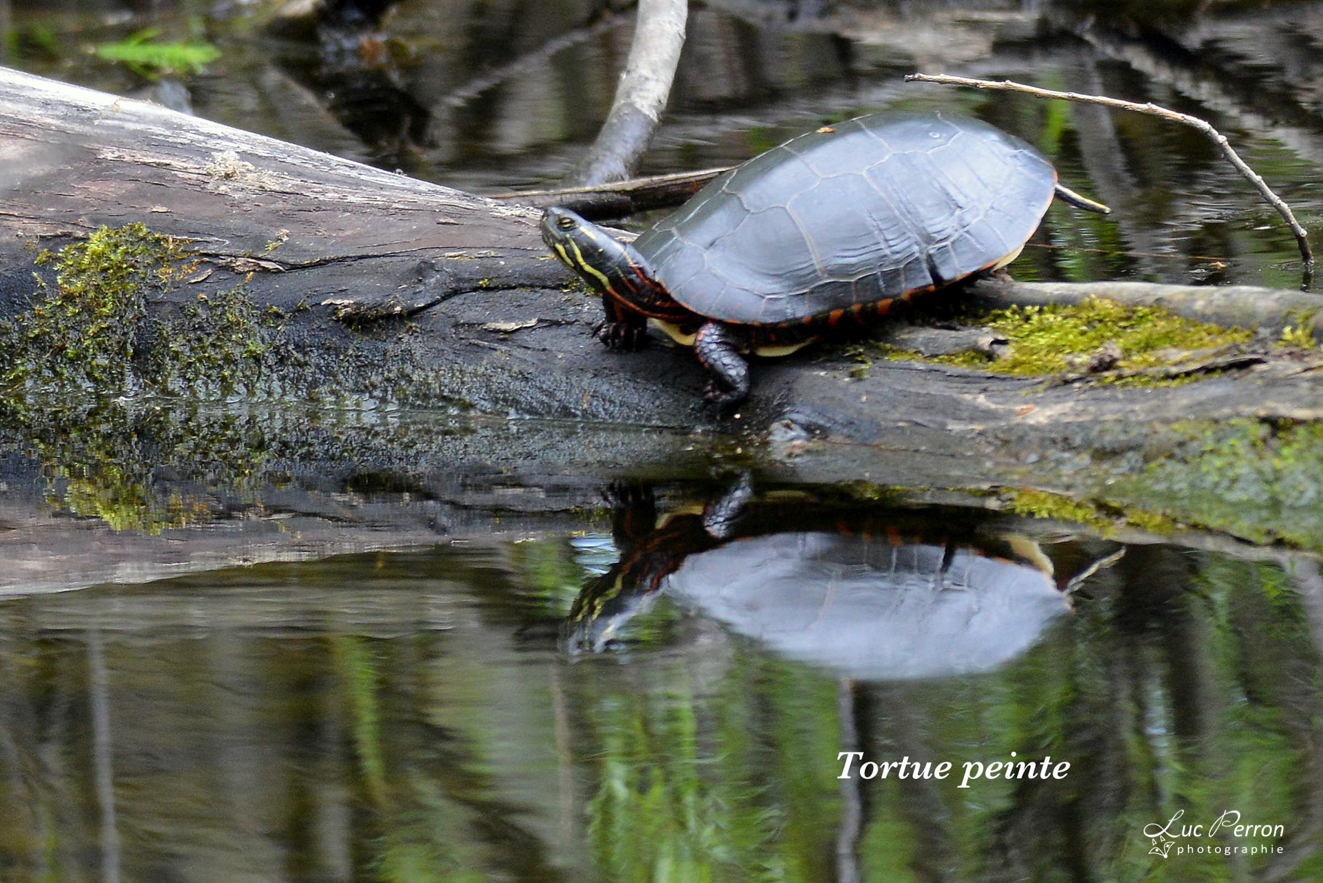 Tortue peinte