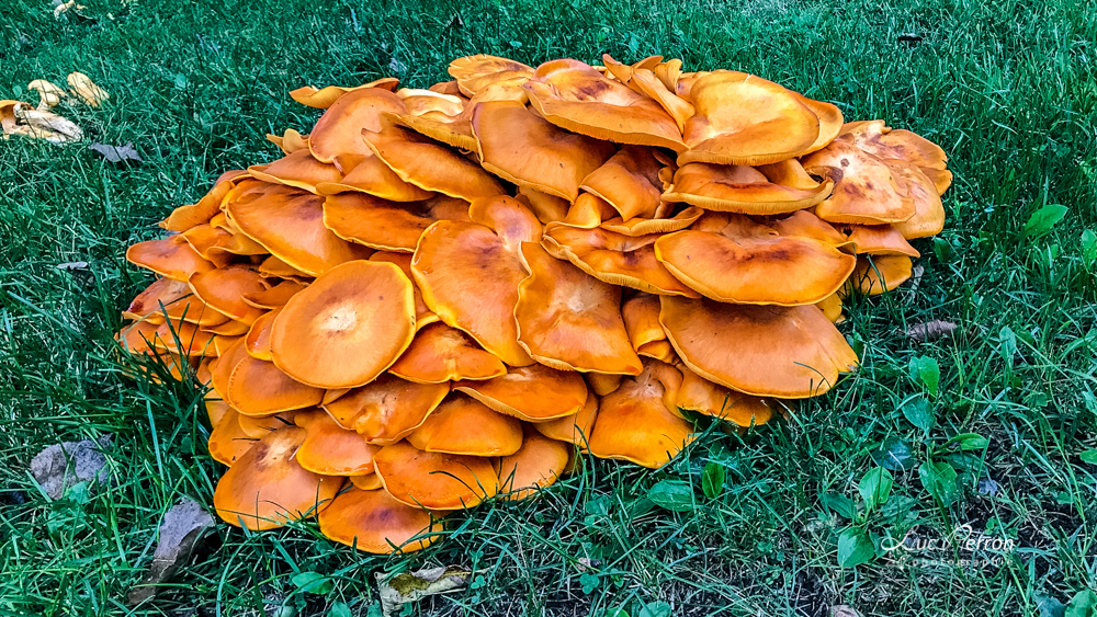 Clitocybe lumineux