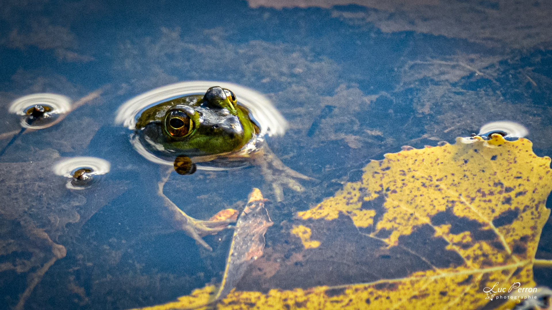 Grenouille verte