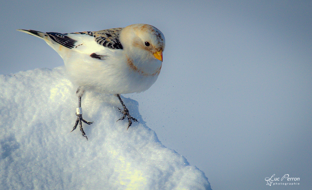 Plectrophane des neiges