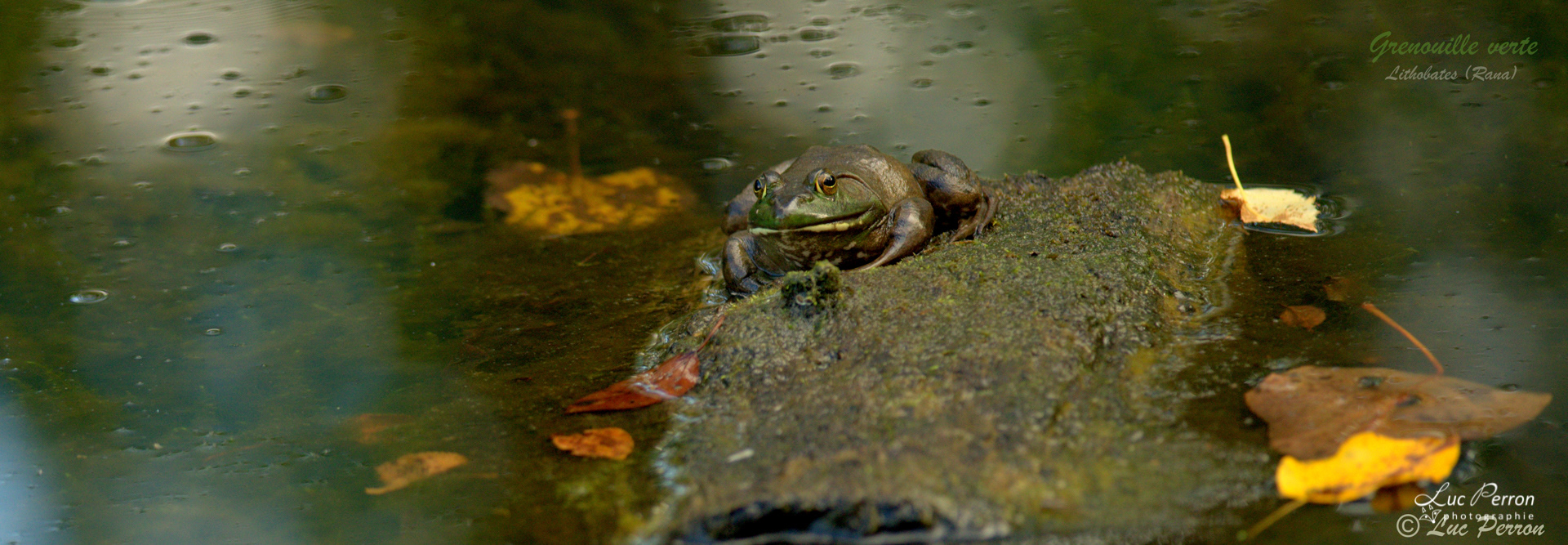 Grenouille verte