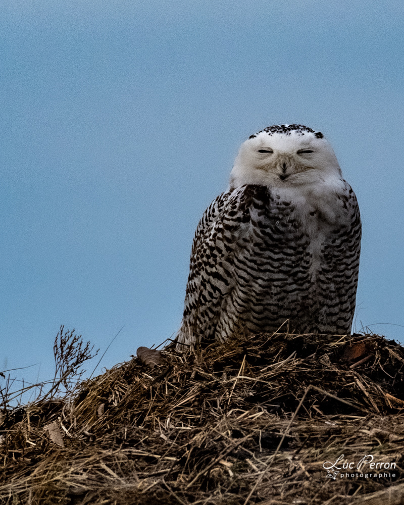 Harfang des neiges