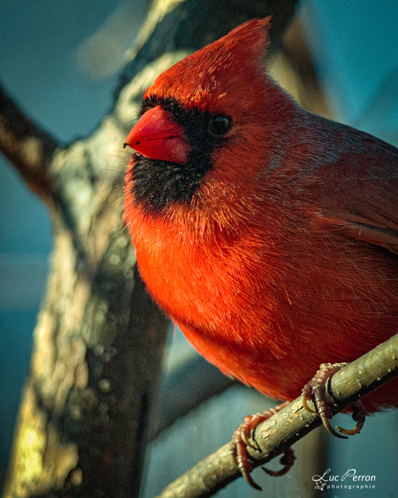 Cardinal rouge - mâle