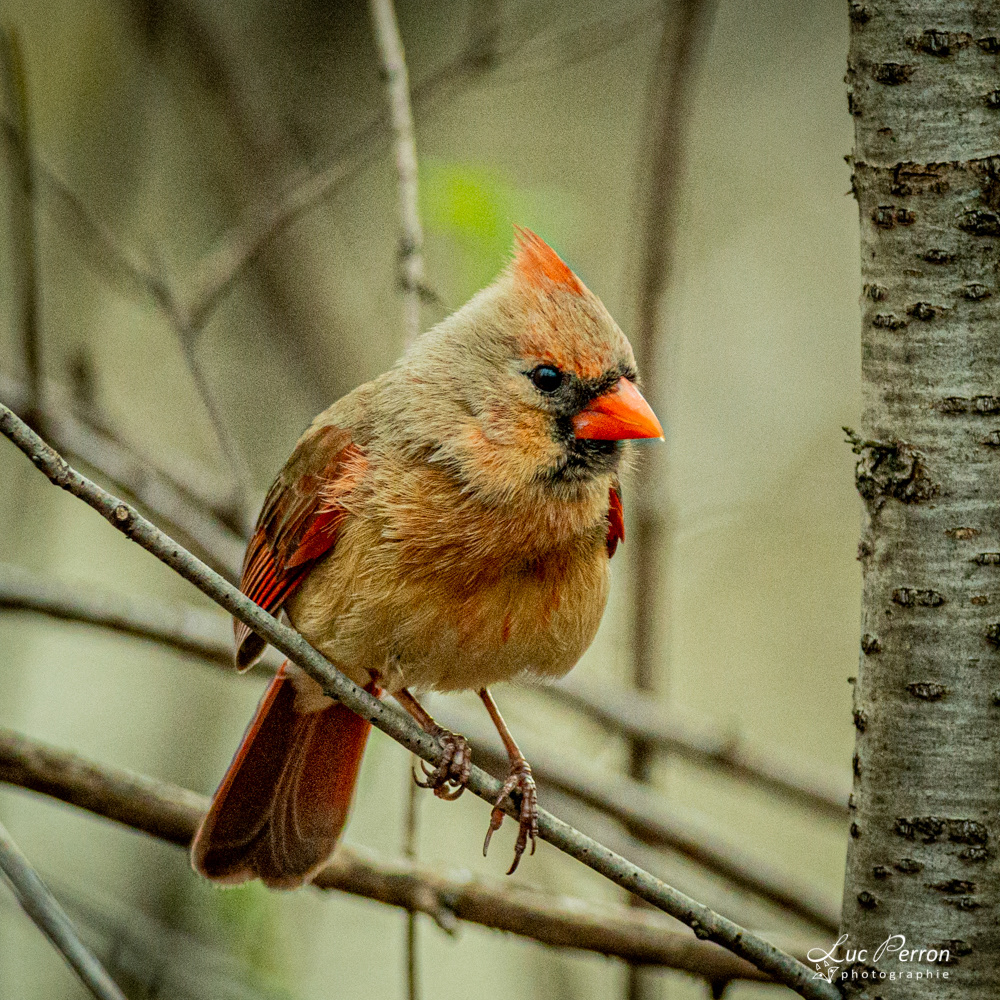 Cardinal rouge - femelle