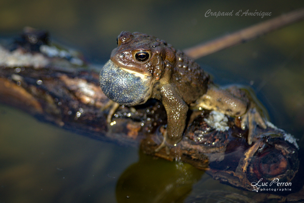 Crapaud d'Amérique