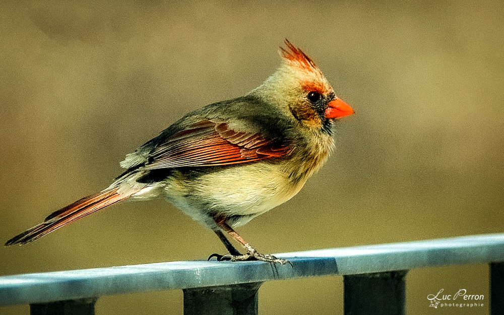 Cardinal rouge - femelle