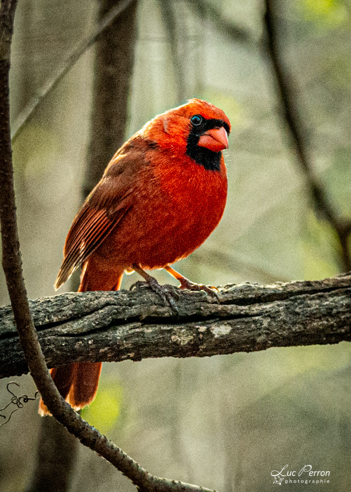 Cardinal rouge - mâle