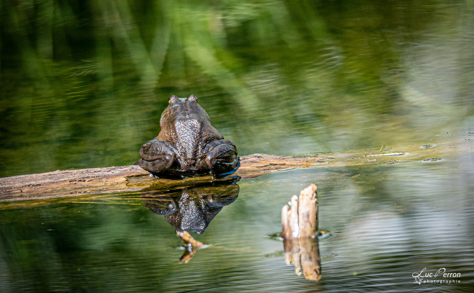 Grenouille-taureau, Ouaouaron