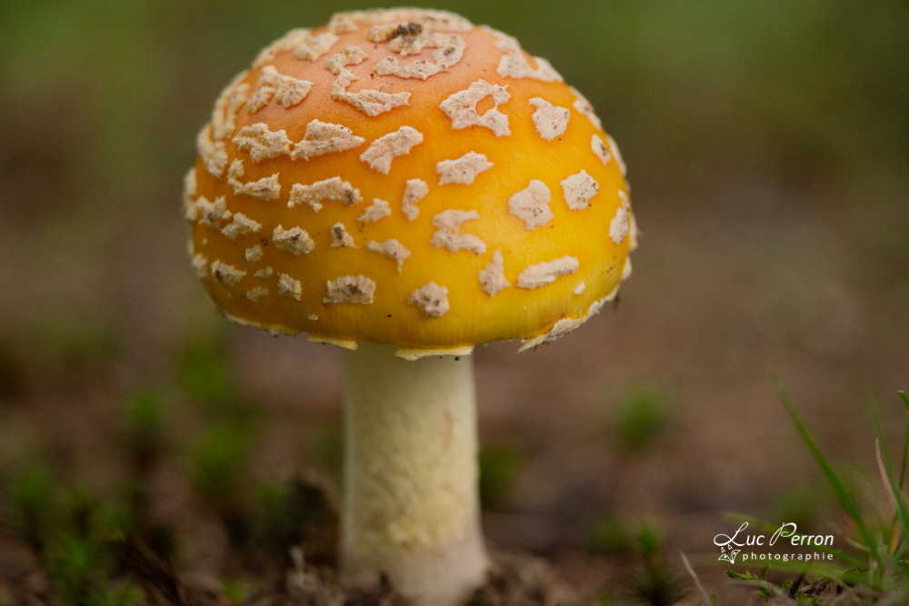 Amanite tue-mouches