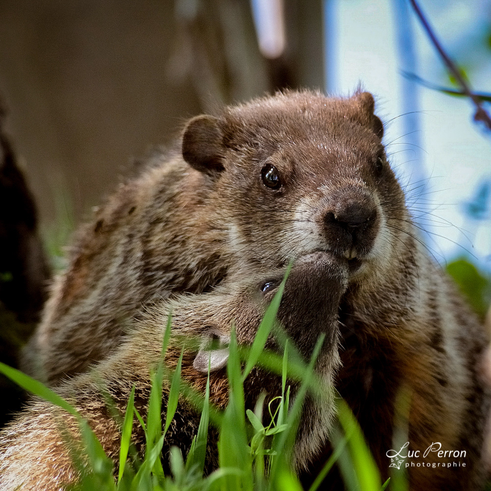 Marmotte
