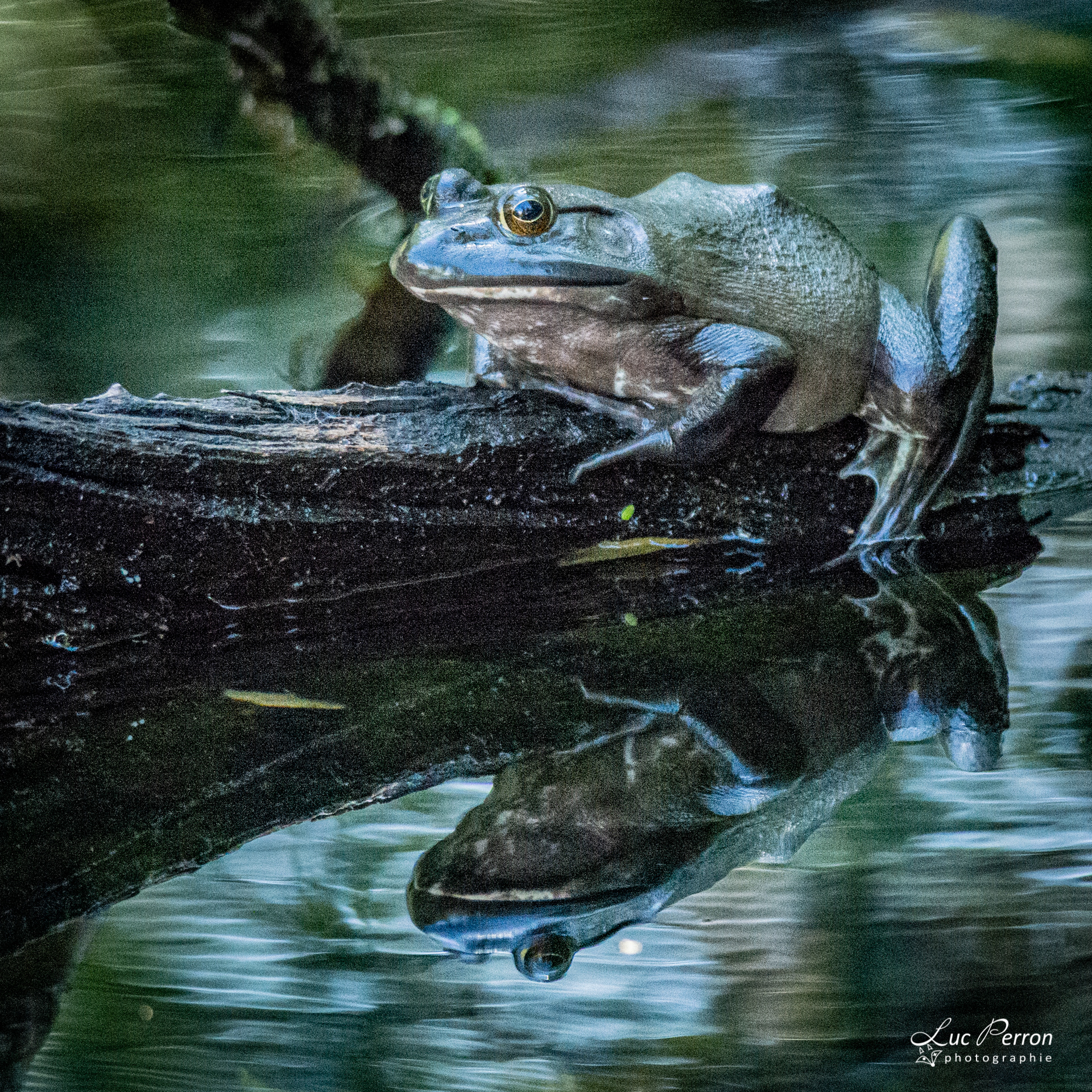 Grenouille verte