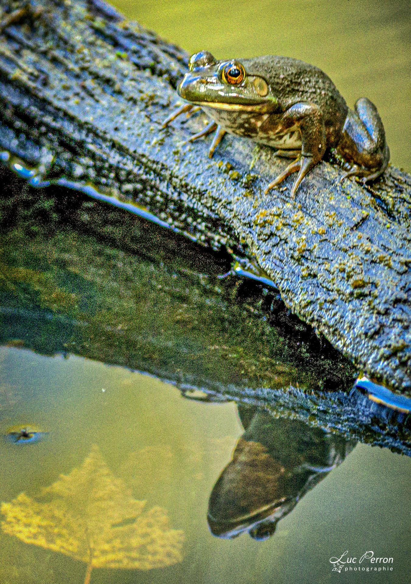 Grenouille verte