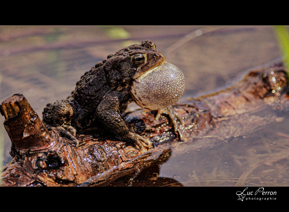 Crapaud d'Amérique