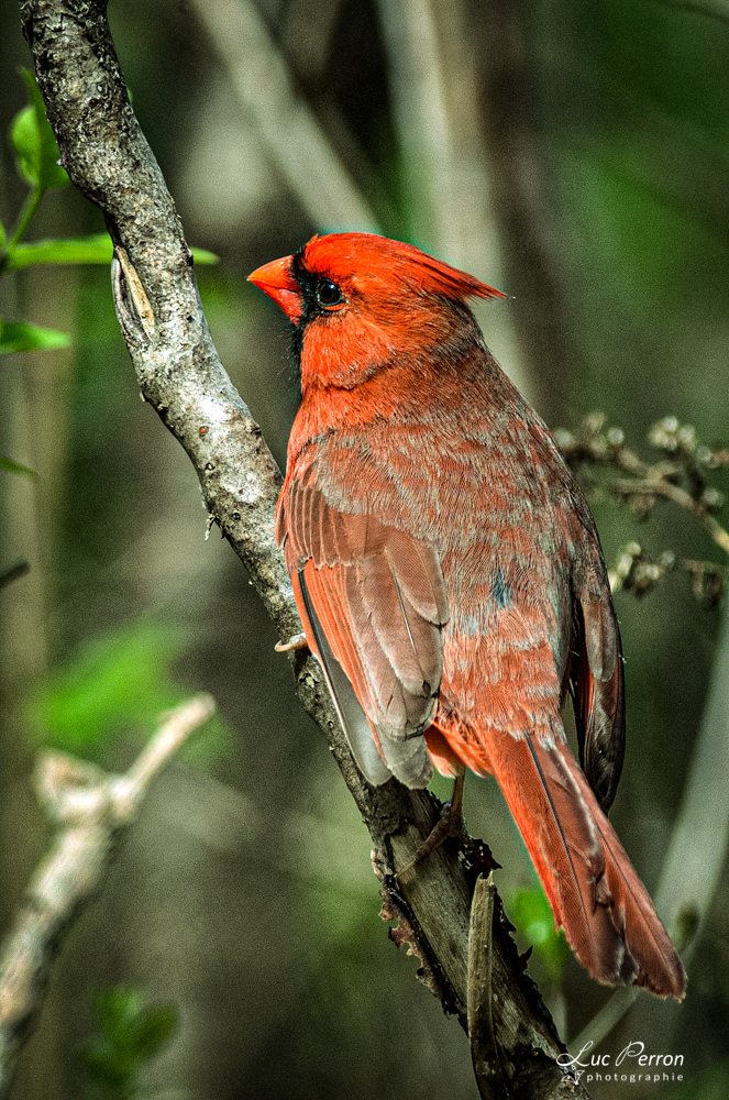 Cardinal rouge - mâle