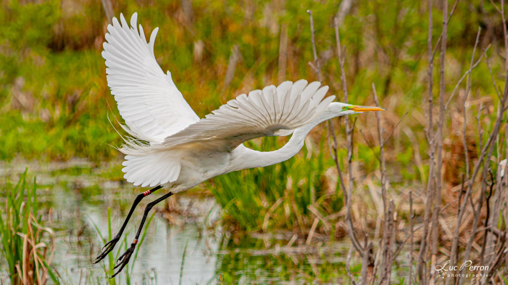 Grande Aigrette