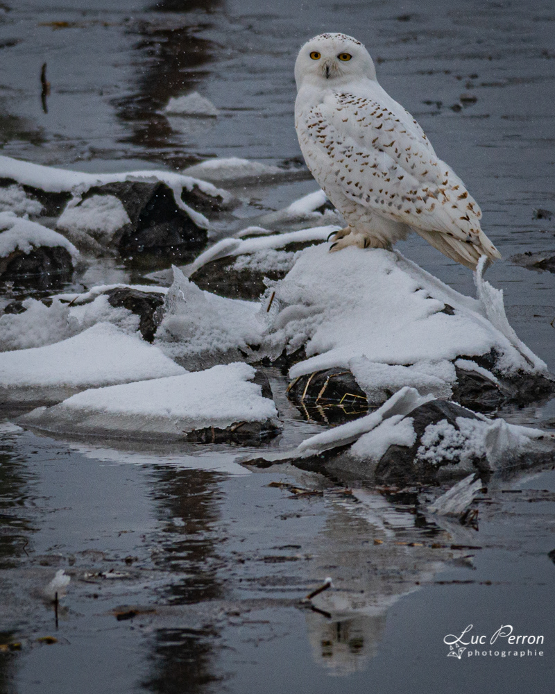 Harfang des neiges