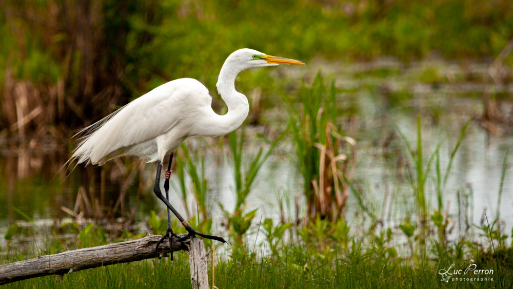 Grande Aigrette