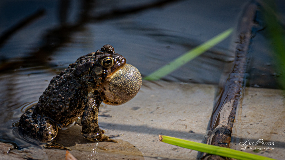 Crapaud d'Amérique