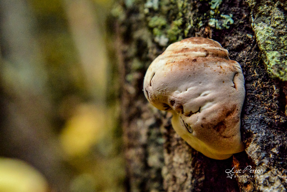 Polypore pinipole