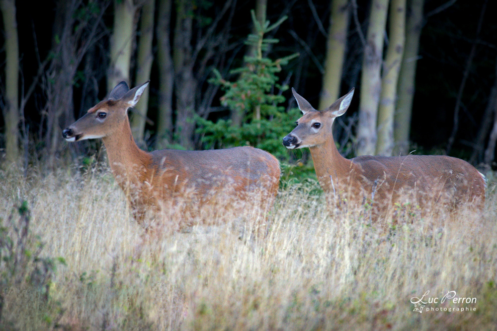Cerf de Virginie
