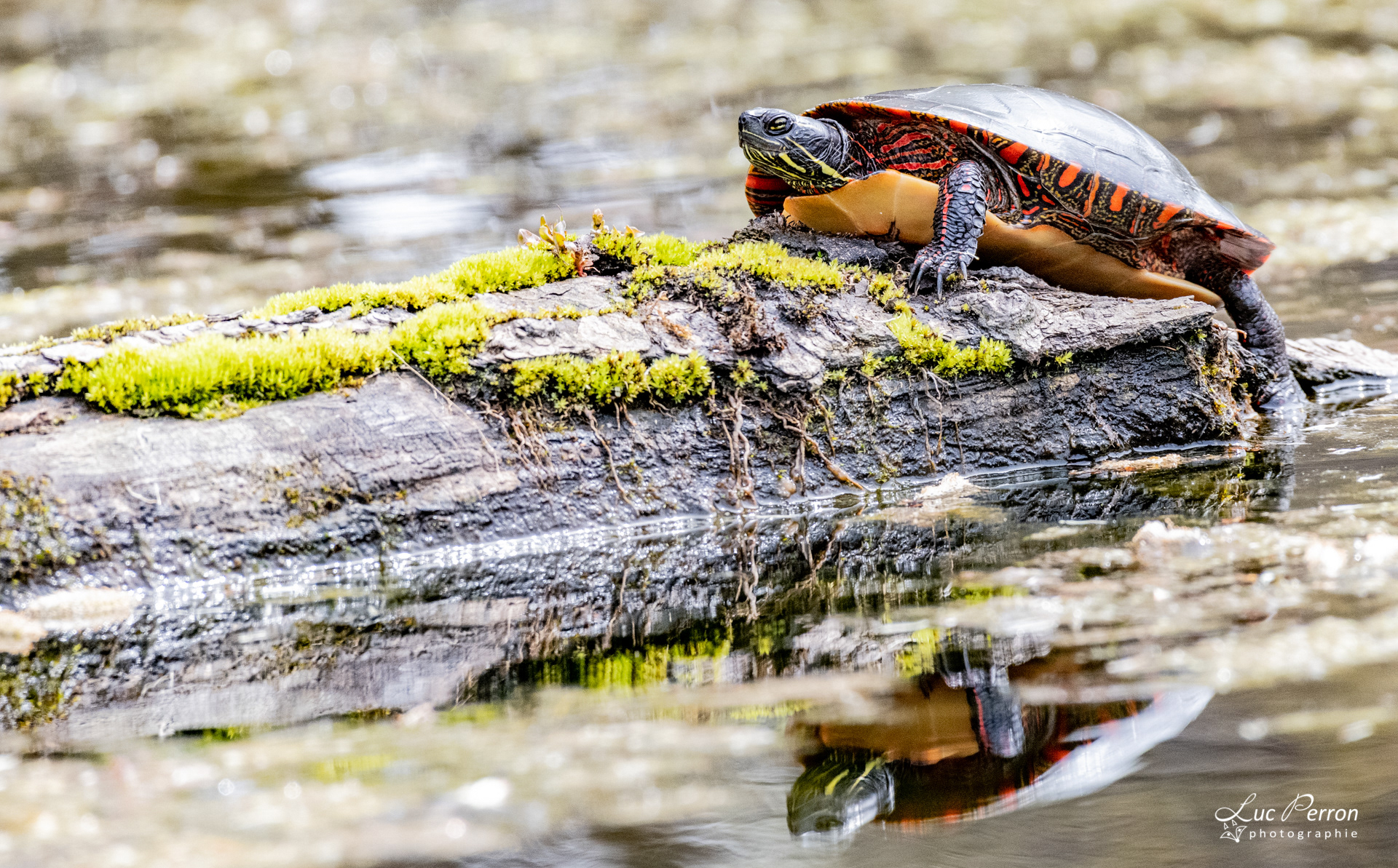 Tortue peinte
