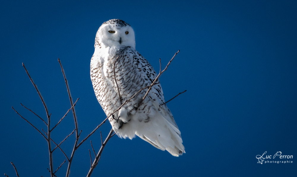 Harfang des neiges - L’oiseau emblématique du Québec