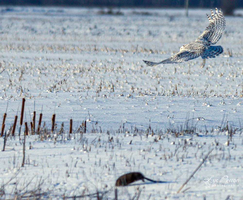Harfang des neiges à la chasse!