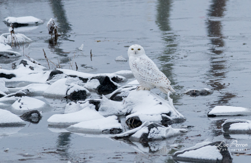 Harfang des neiges