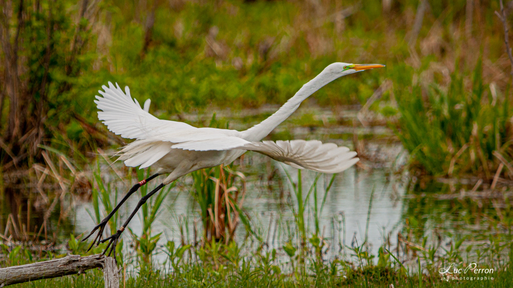 Grande Aigrette