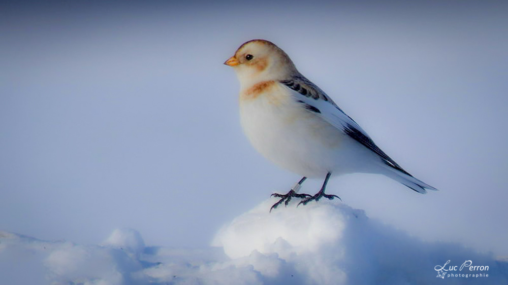 Plectrophane des neiges