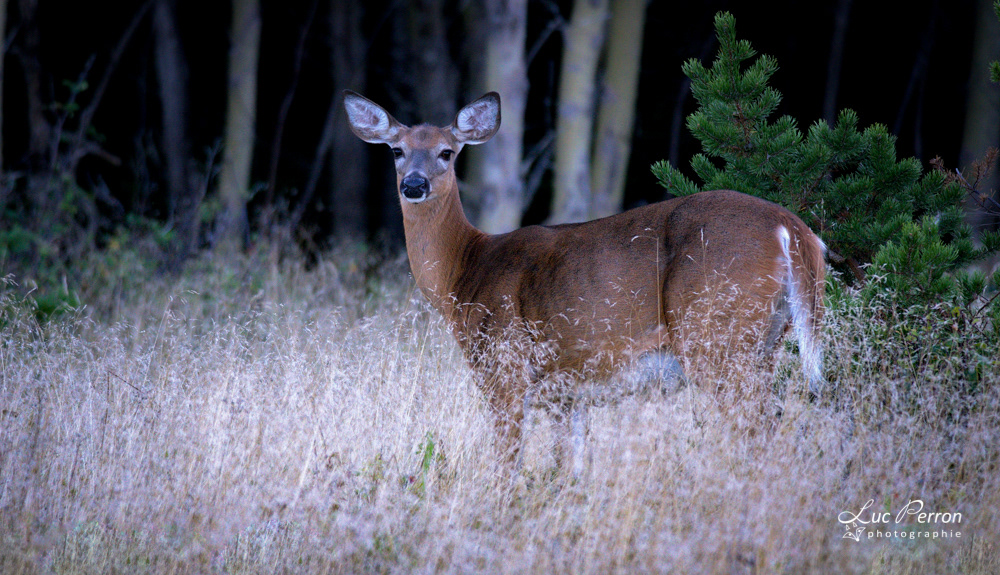 Cerf de Virginie