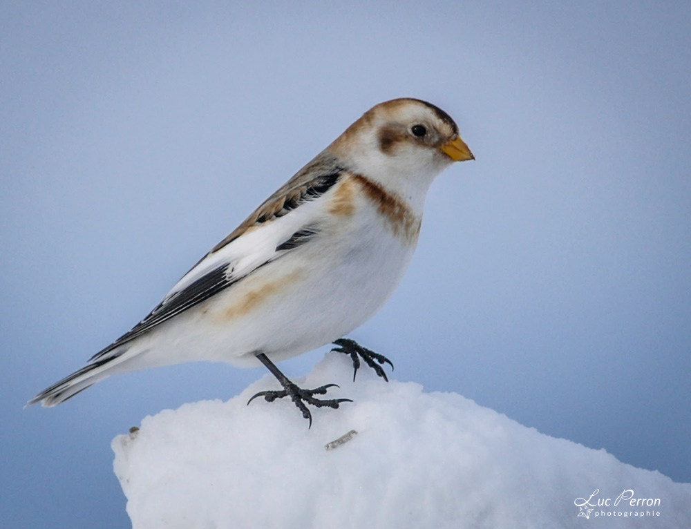 Plectrophane des neiges