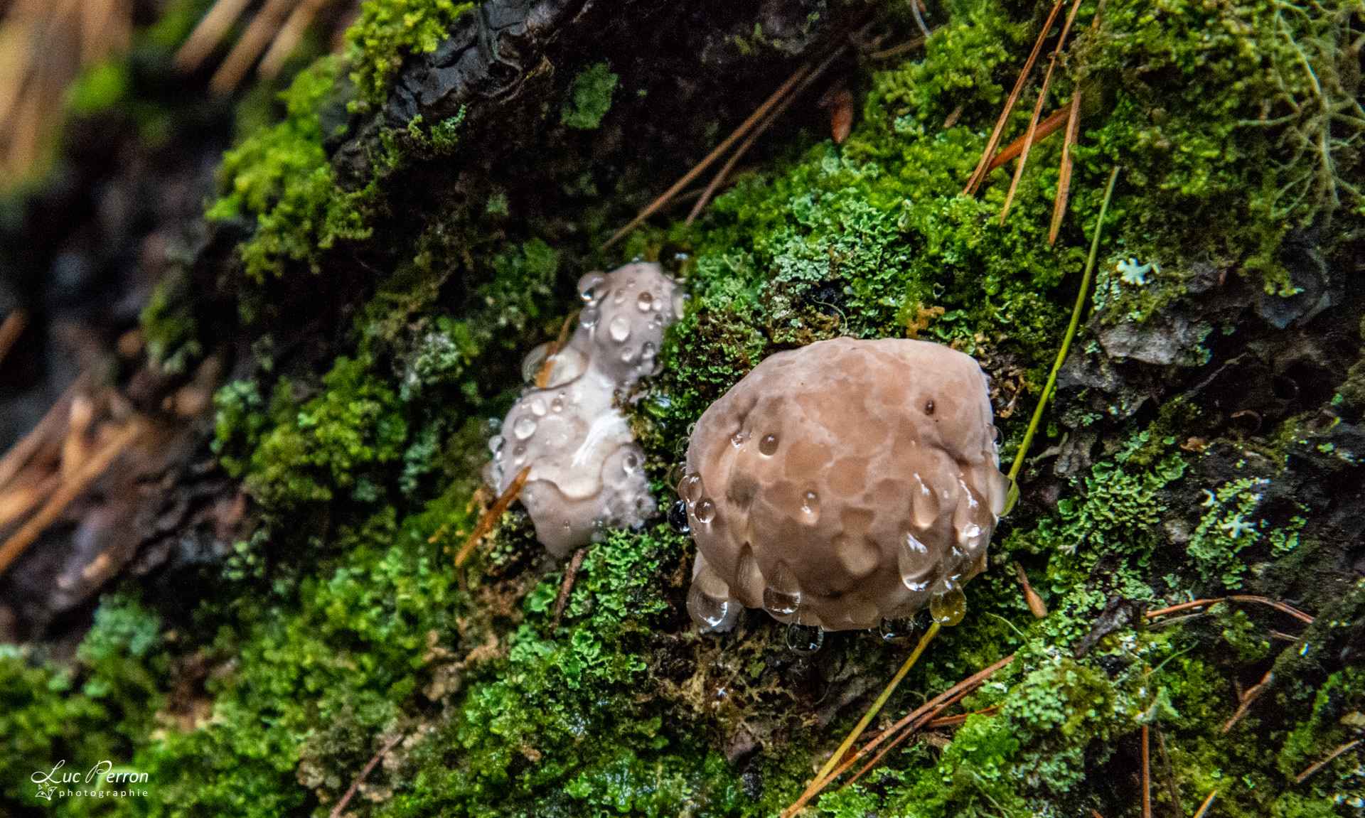 Polypore pinipole