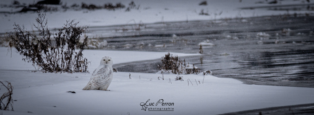 Harfang des neiges