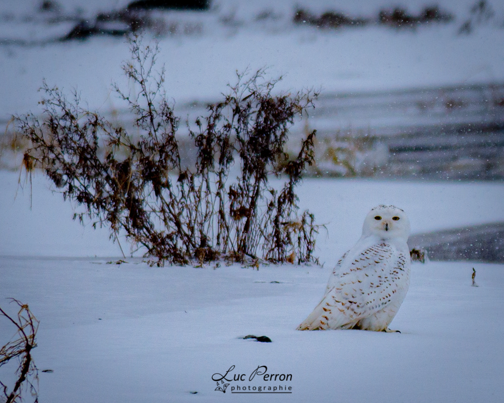Harfang des neiges