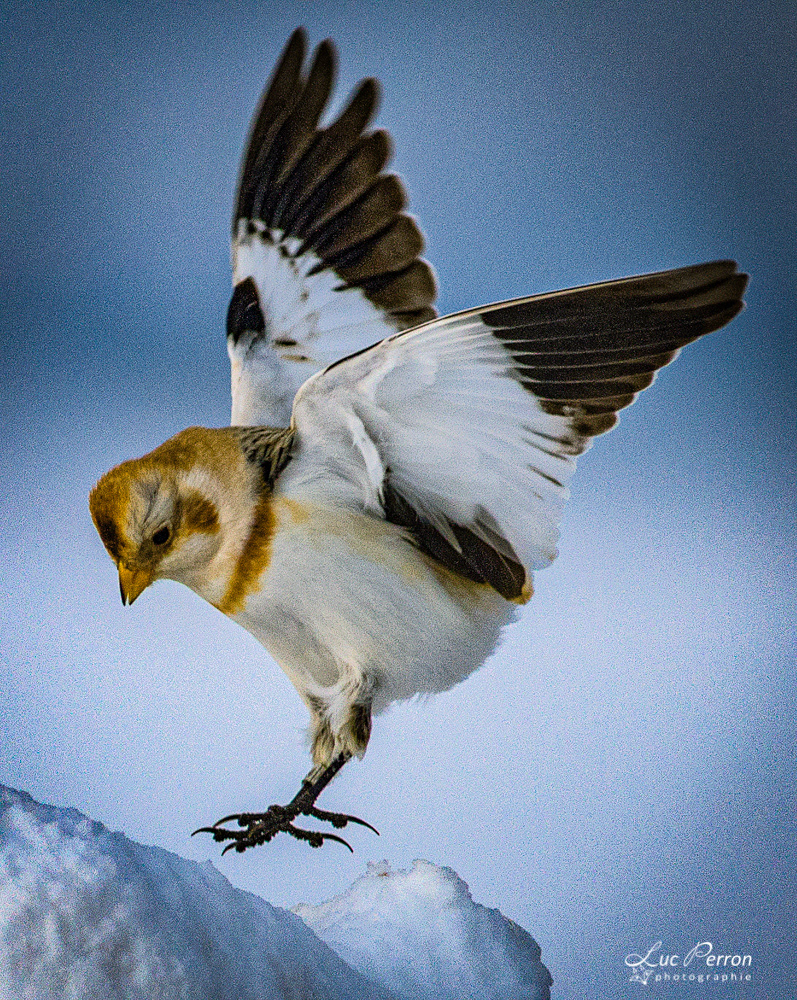 Plectrophane des neiges