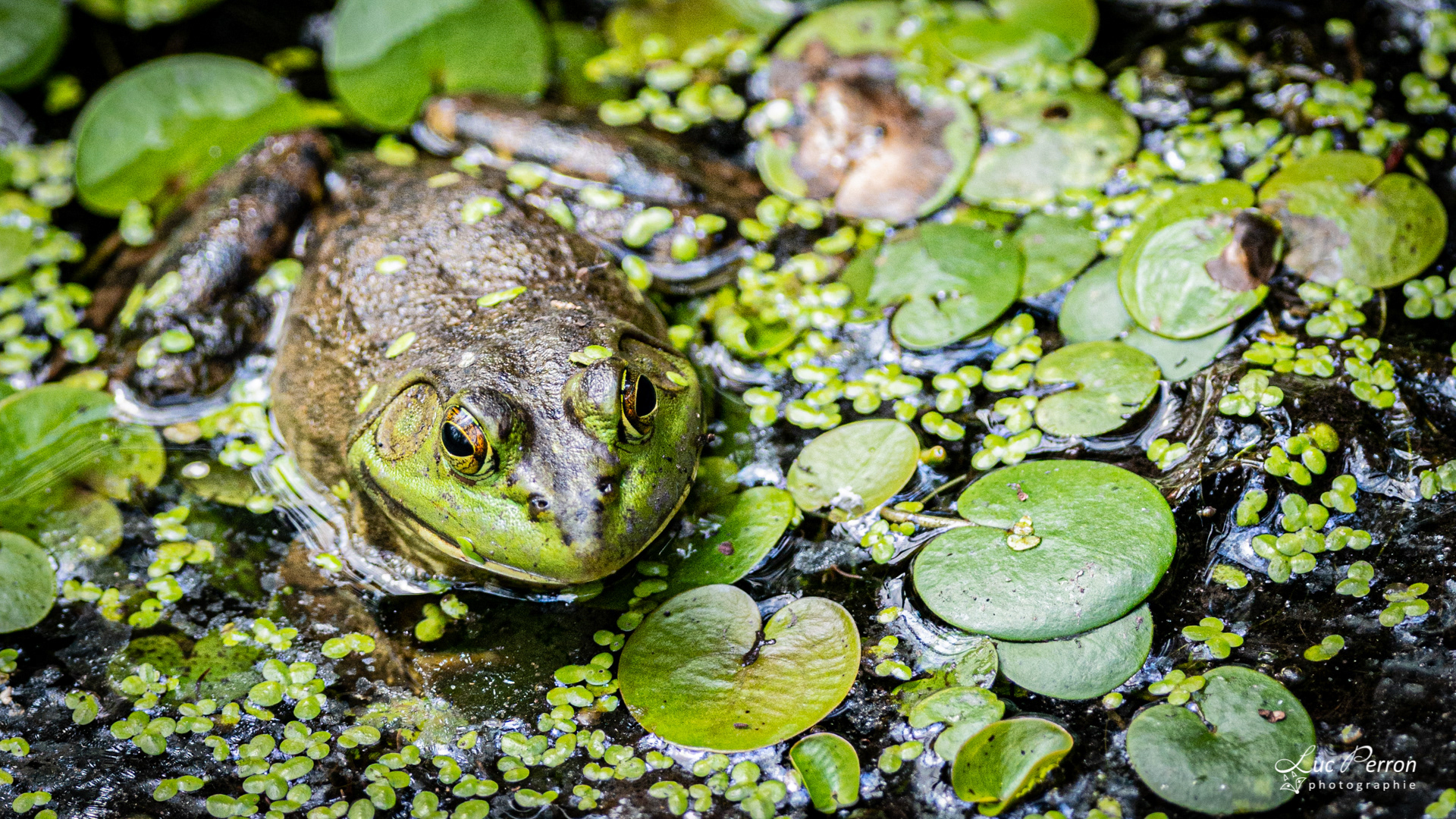 Grenouille verte