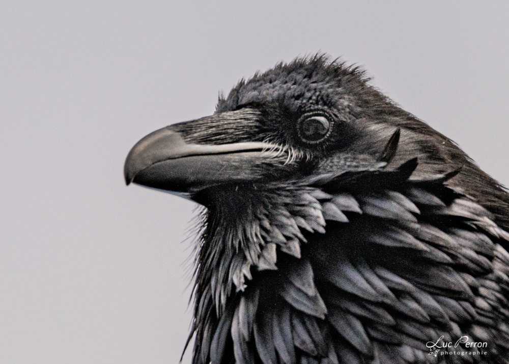 Grand Corbeau