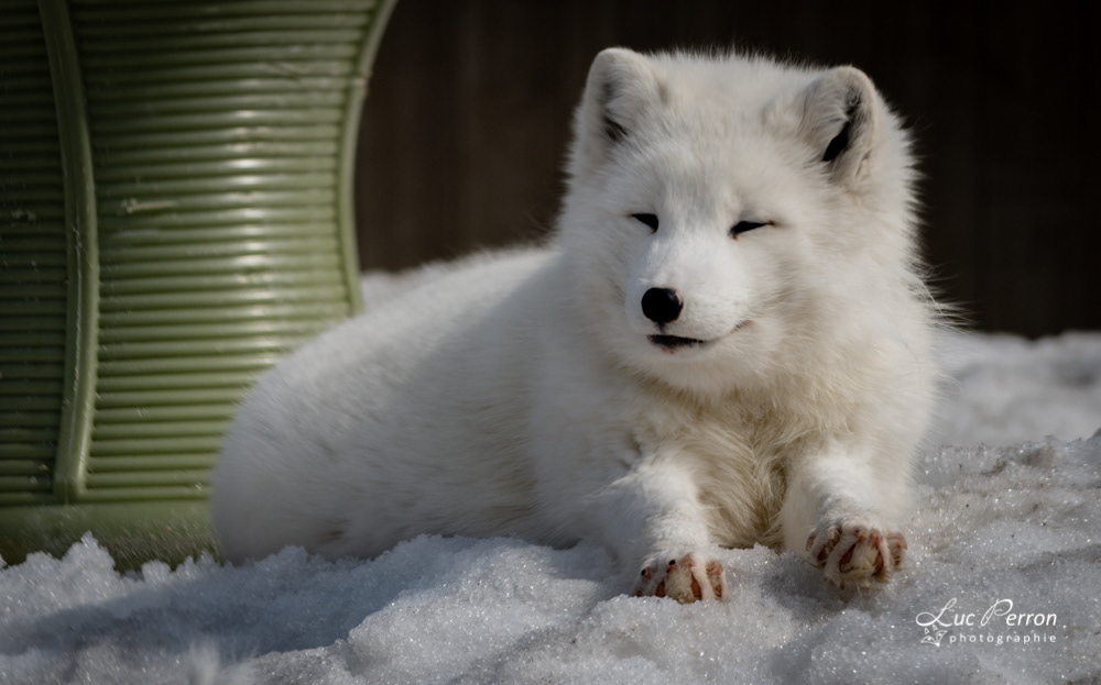 Renard arctique