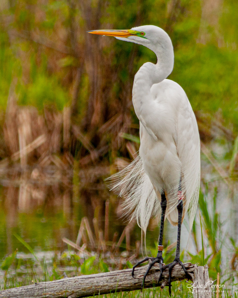 Grande Aigrette