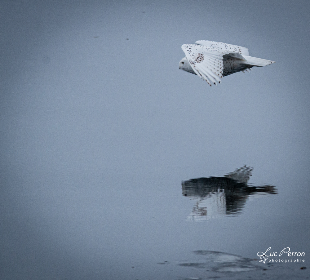 Harfang des neiges