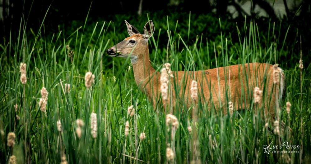 Cerf de Virginie